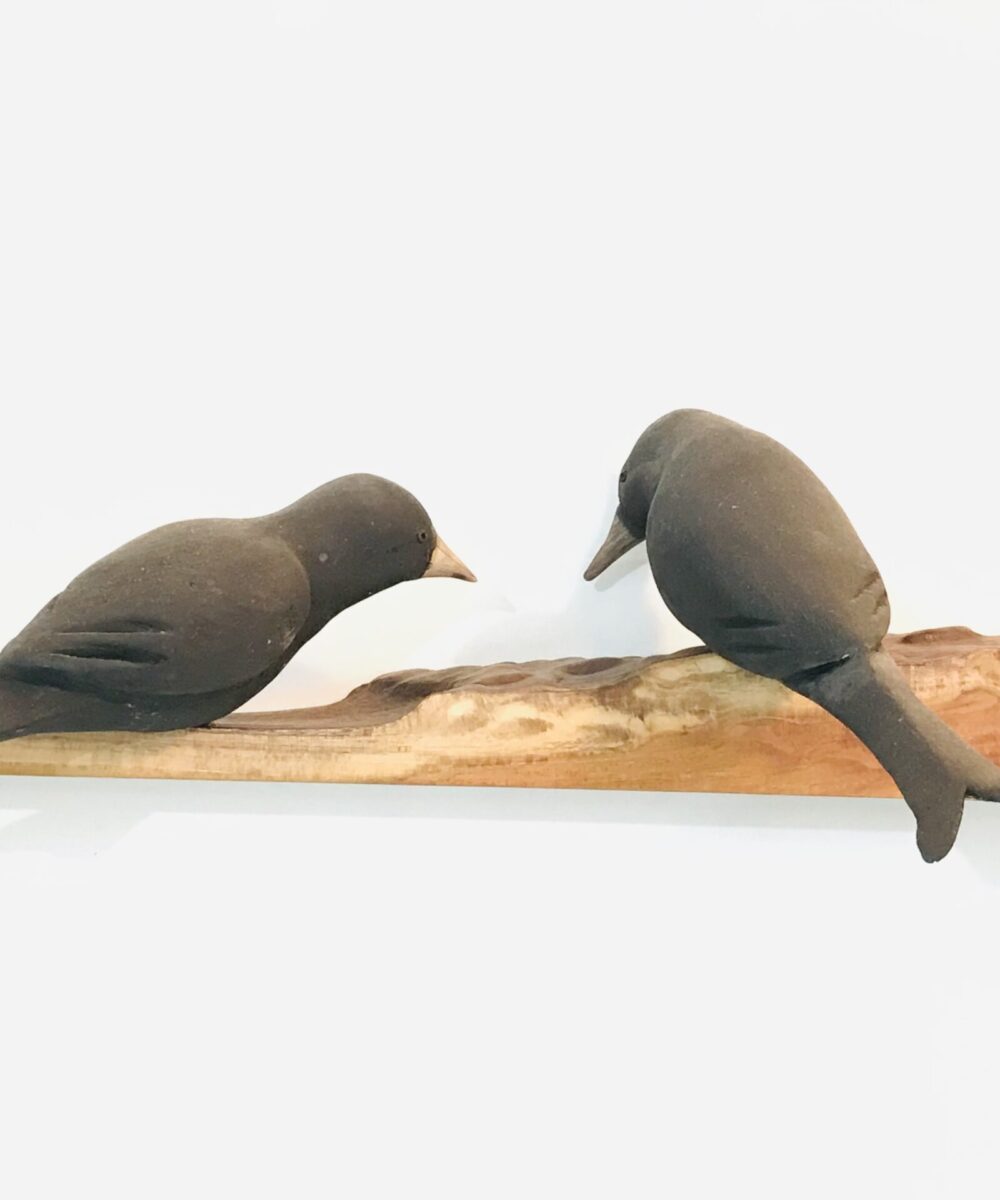 Exotic Birds - Drongo (a pair)