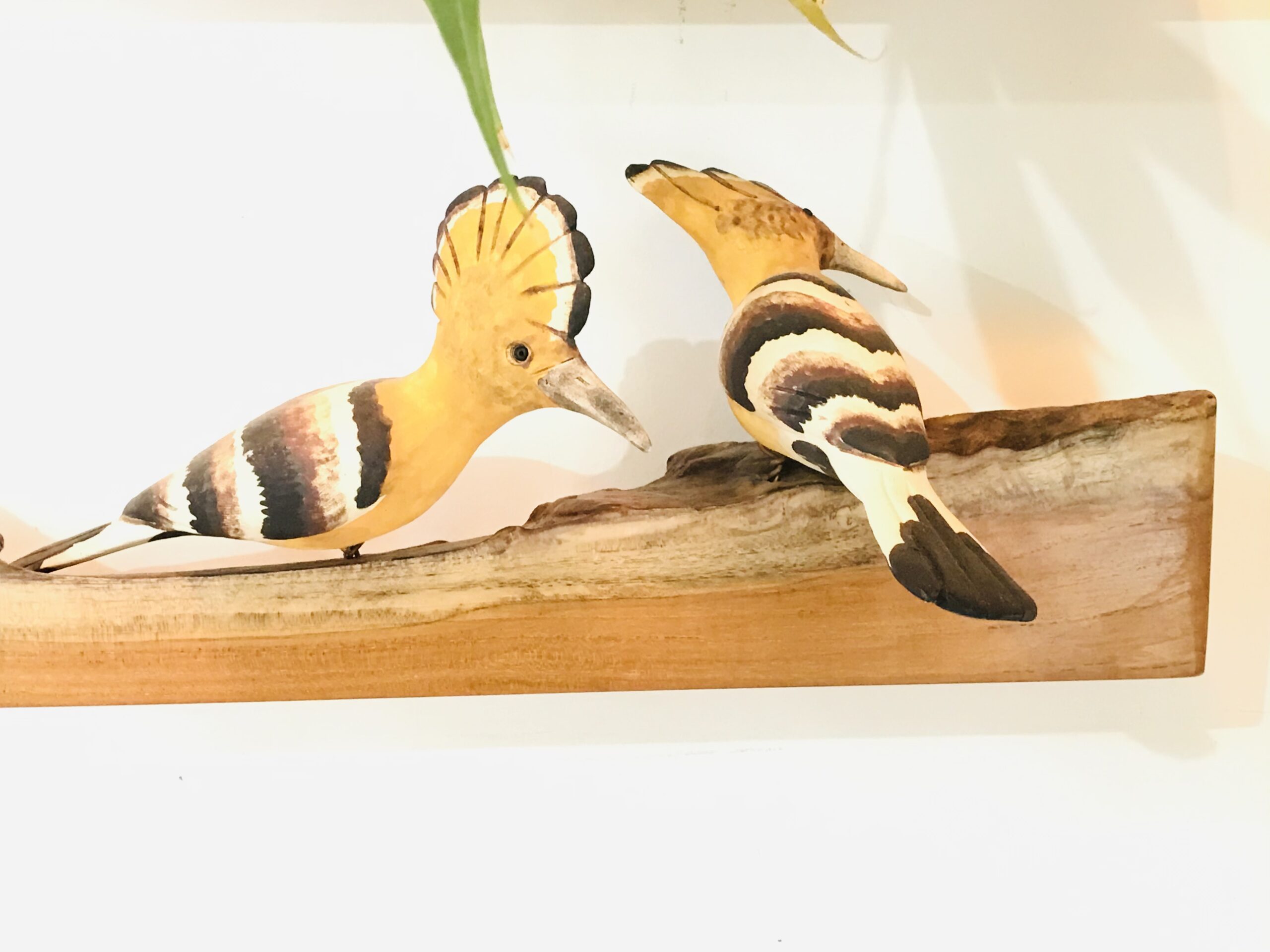 Exotic Birds - Hoopoe (a pair)