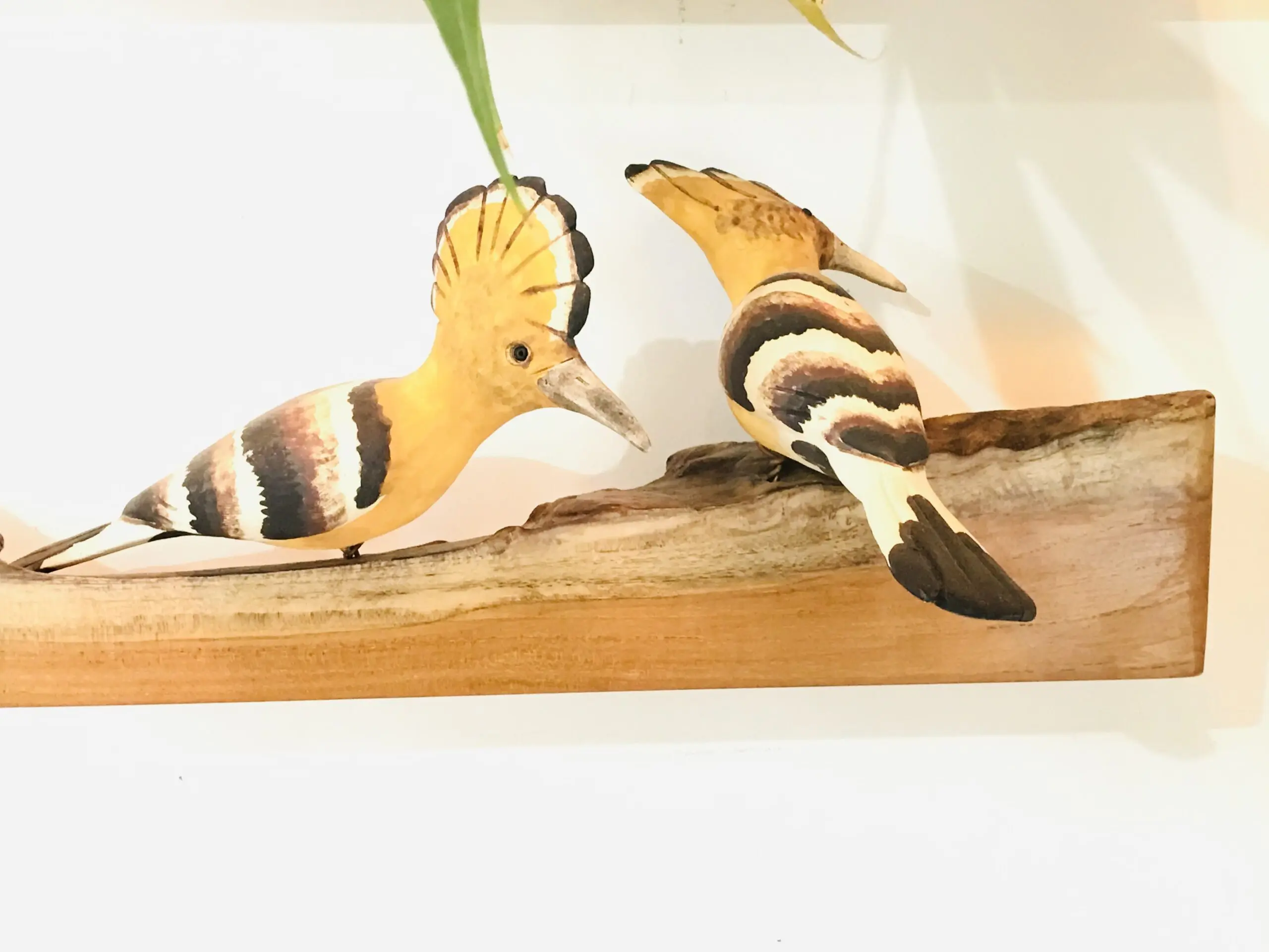 Exotic Birds - Hoopoe (a pair)
