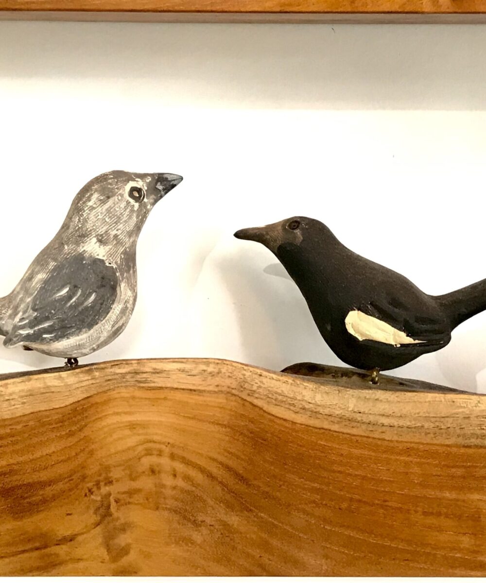 Exotic Birds - Indian Robin (a pair)