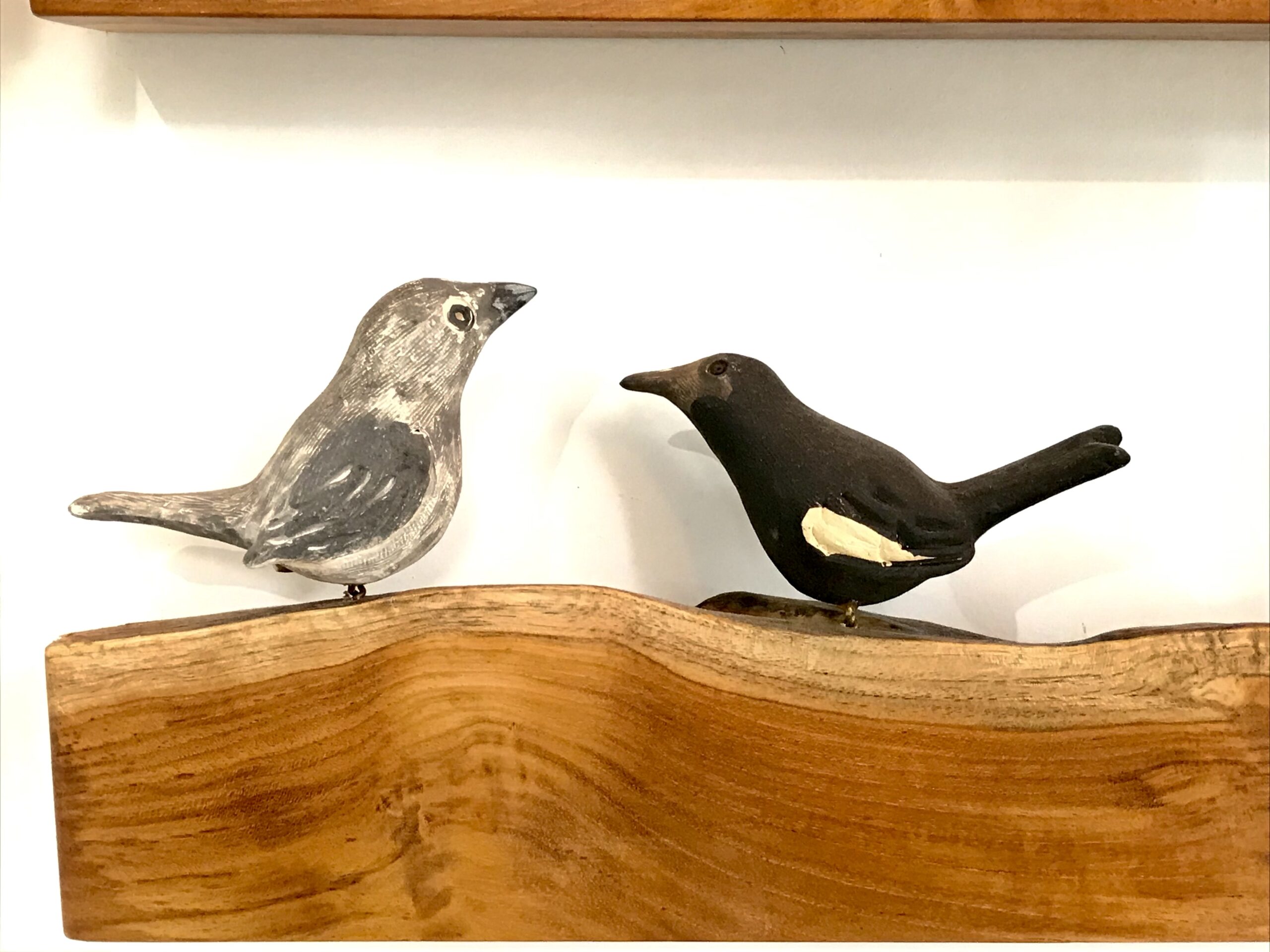 Exotic Birds - Indian Robin (a pair)