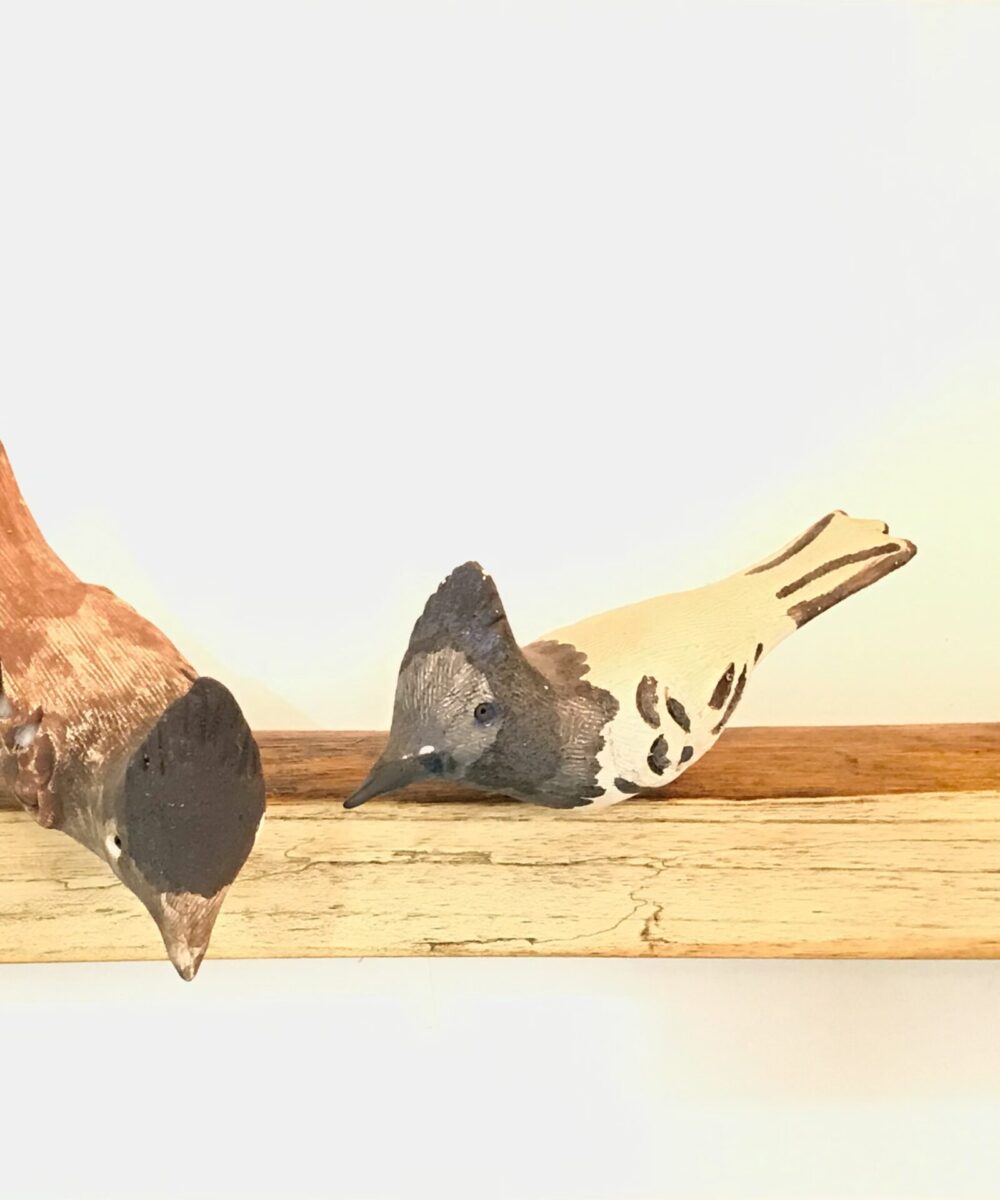 Exotic Birds - Paradise Flycatcher (a pair)