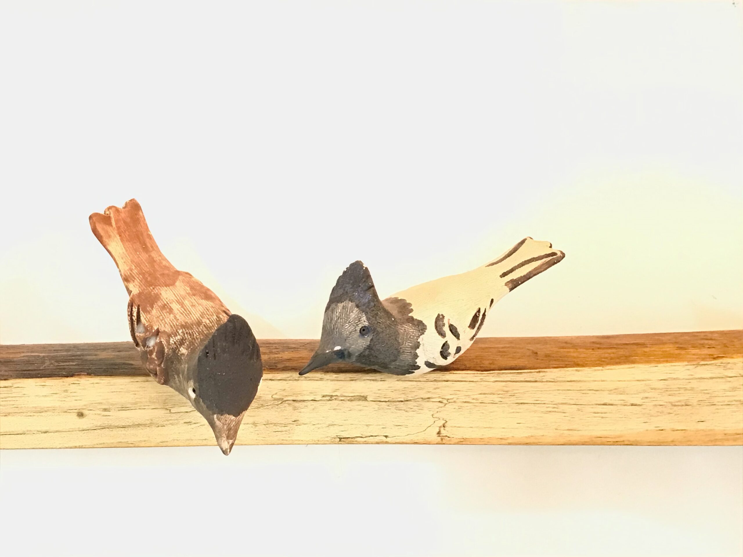Exotic Birds - Paradise Flycatcher (a pair)