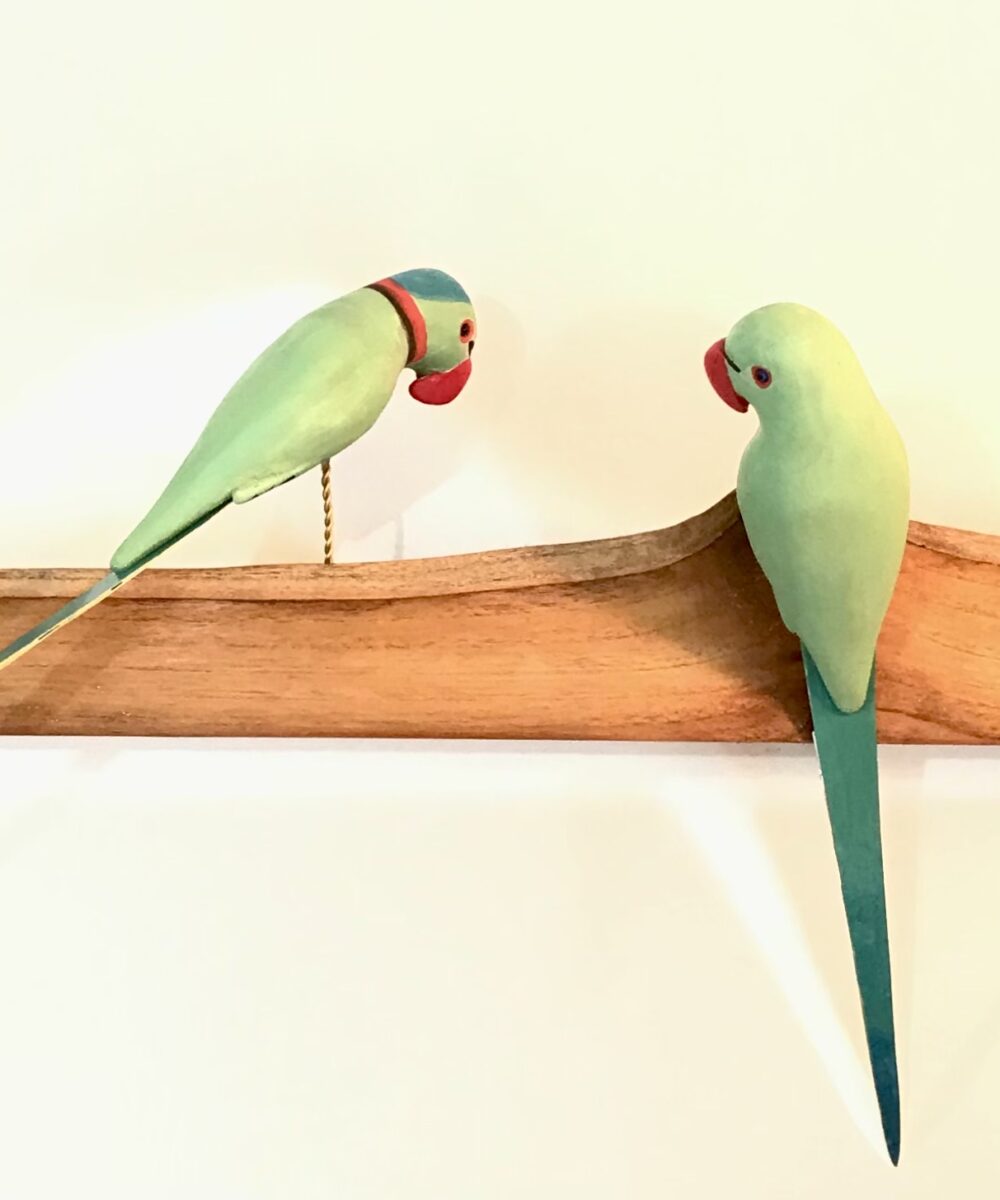 Exotic Birds - Indian Parakeet (a pair)