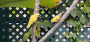 IMG_5251 copy